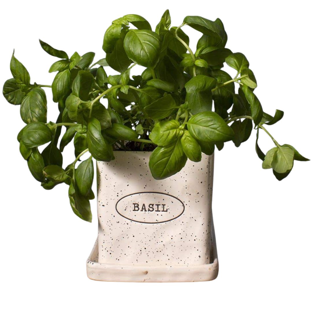 Fresh Basil Pot and Saucer, 4.75"-Seasonal Decor-Simple and Grand-Simple and Grand