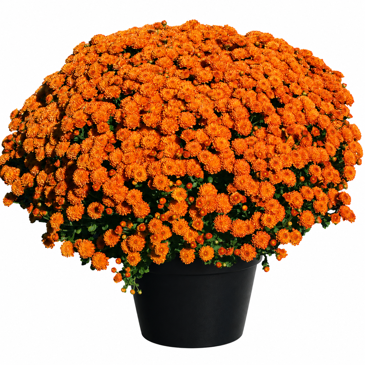 10" Potted Mum - 5 color options