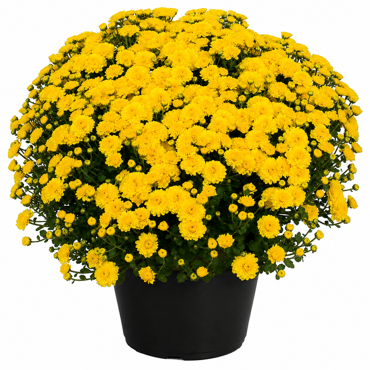 10" Potted Mum - 5 color options