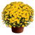 Potted Mum, 10" Yellow-Simple and Grand-Simple and Grand