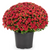 Potted Mum, 10" Red-Simple and Grand-Simple and Grand