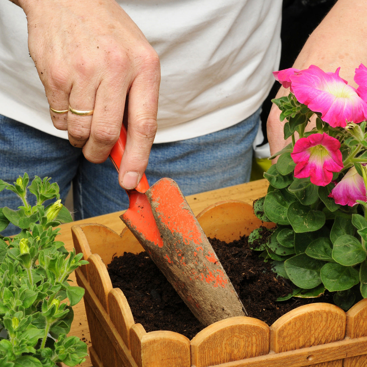 Do It Yourself (DIY) Planter Subscription Kit-Simple and Grand-Small (12"-14")-Full Sun-Simple and Grand