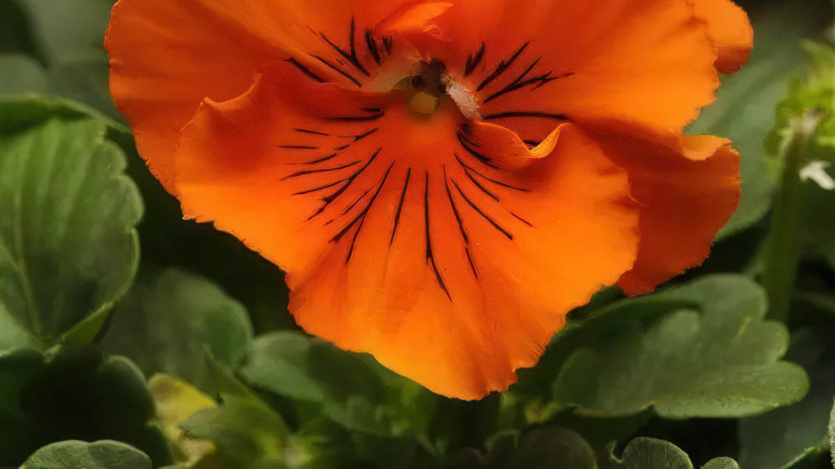 Orange pansy flower with black veins on a green background