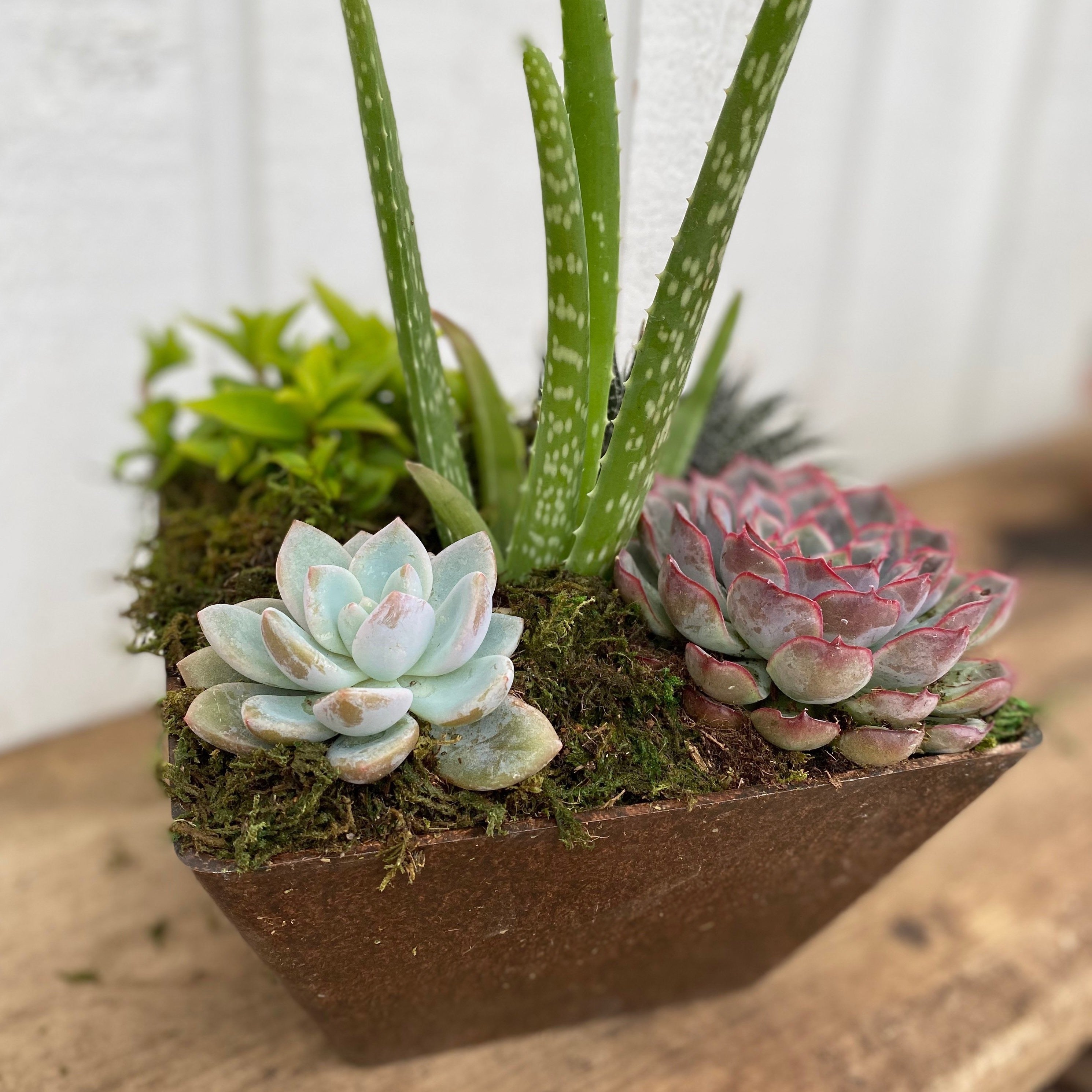 Succulent Bowl, 8"-Seasonal Decor-Simple and Grand-Simple and Grand