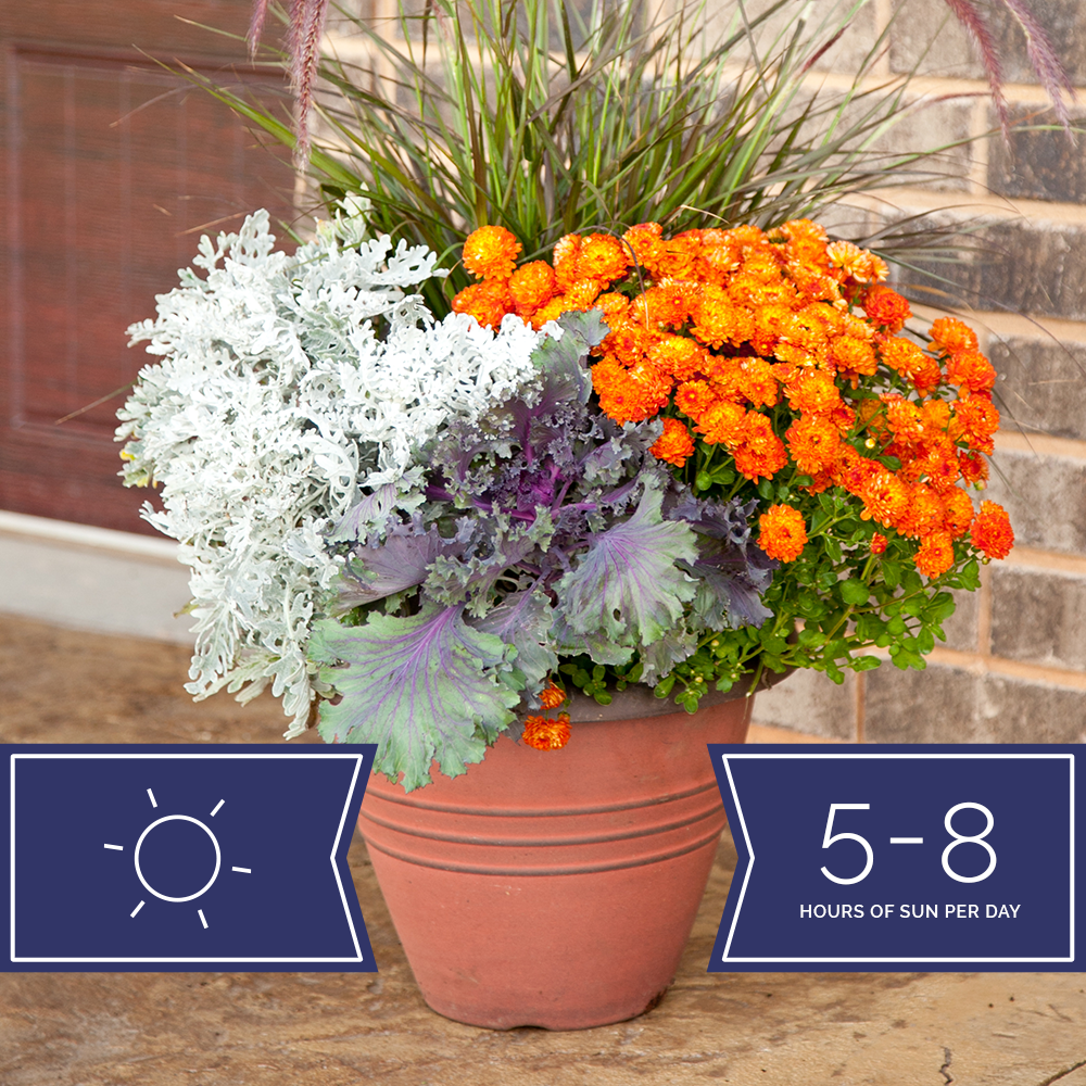 potted plants for all day sun Lots of Sun – Simple and Grand