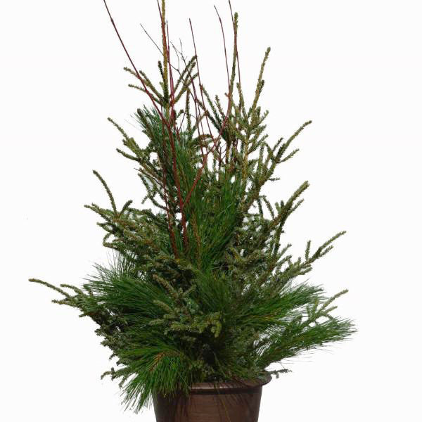 Spruce Top Accent Planter, 36" tall-Simple and Grand-Simple and Grand