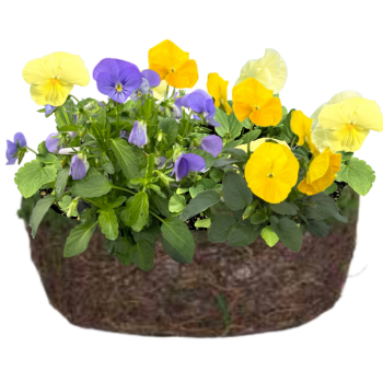 Pansy Perfection Bowl, 8"-Seasonal Decor-Simple and Grand-Simple and Grand
