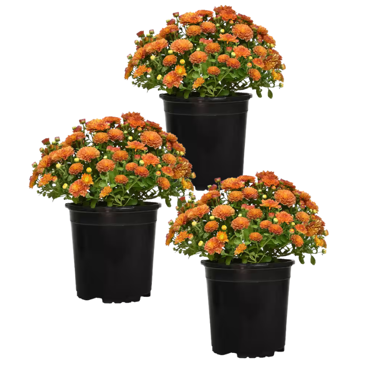 6" Potted Mum -  3 pack