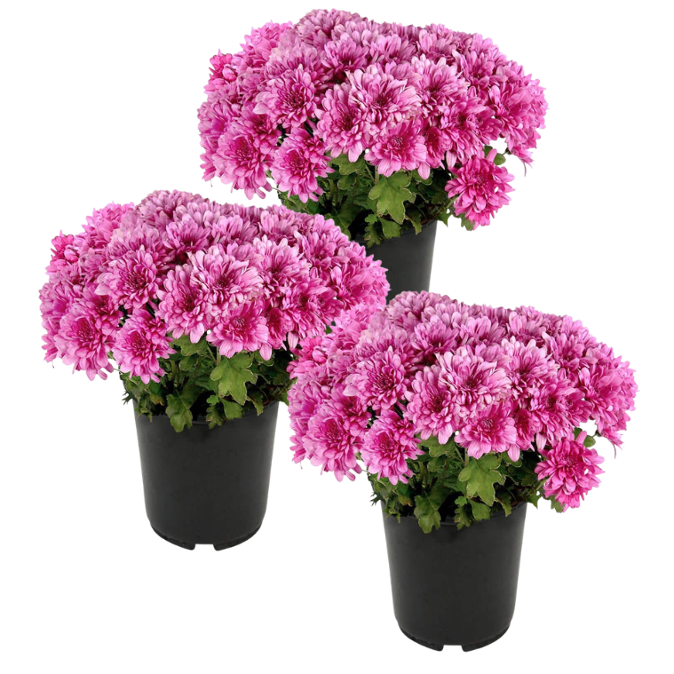 6" Potted Mum -  3 pack