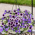 Hanging Basket, 12" Combo Blue, Sun-Simple and Grand-Simple and Grand