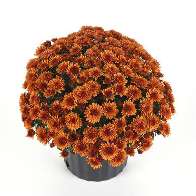 A potted bush of dense orange mums flowers in a black plastic nursery pot, photographed against a solid white background.