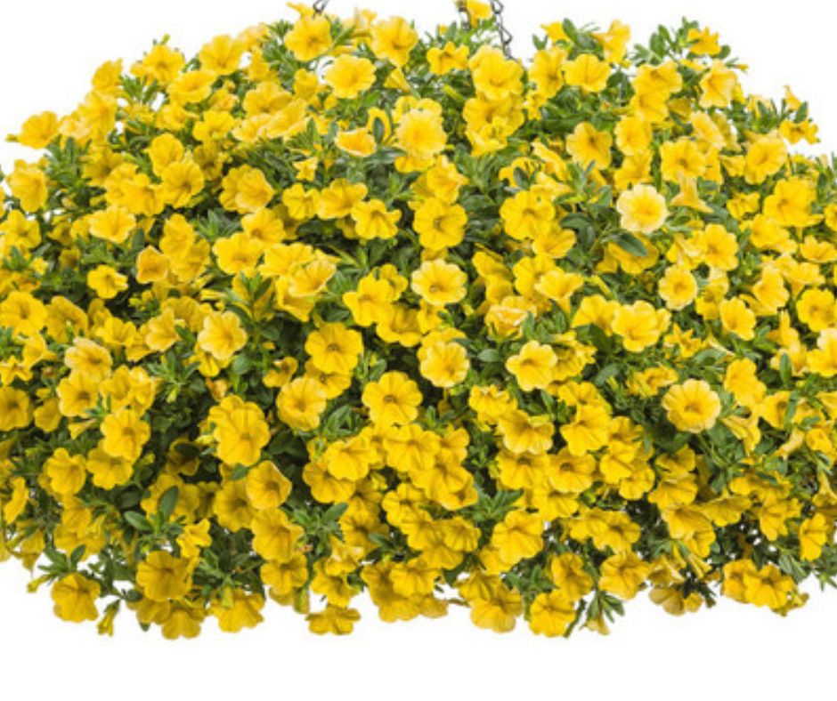 Calibrachoa Superbells 10" Hanging Basket