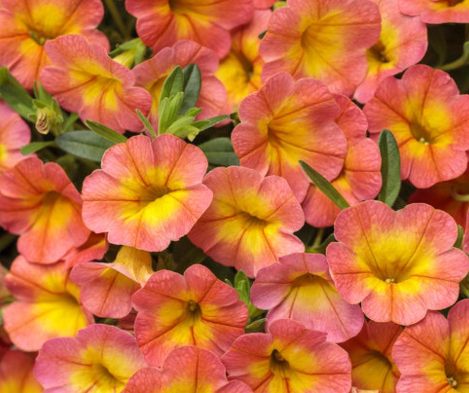 Calibrachoa Superbells 10" Hanging Basket