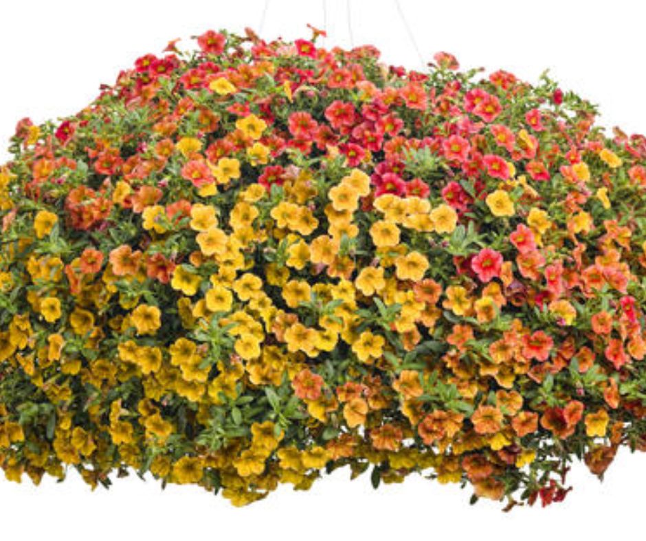 Calibrachoa Trilogy 10" Hanging Basket-Seasonal Decor-Simple and Grand-Mixed Colors-Simple and Grand