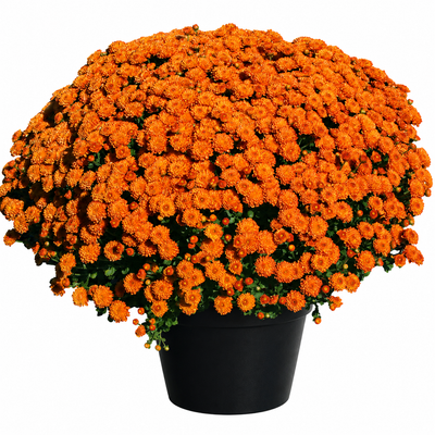 10" Potted Mum -  5 color options