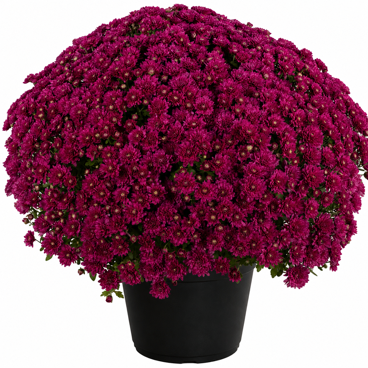 10" Potted Mum -  5 color options