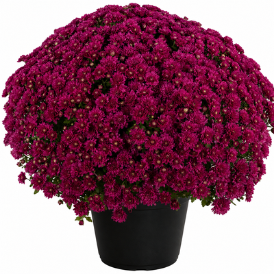 10" Potted Mum -  5 color options