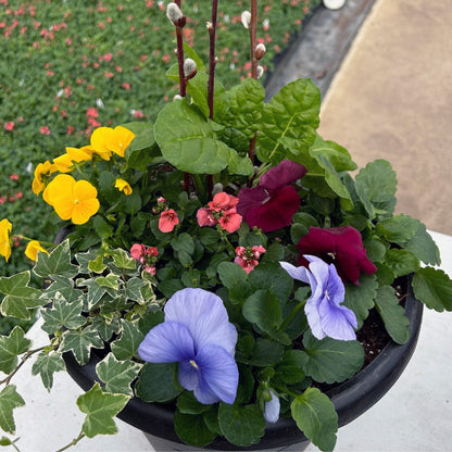 Do It Yourself (DIY) Planter Subscription Kit-Simple and Grand-Small (12"-14")-Full Sun-Simple and Grand