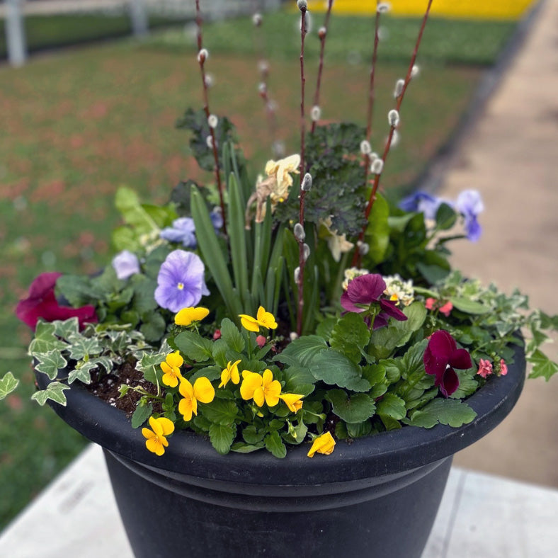 Do It Yourself (DIY) Planter Subscription Kit-Simple and Grand-Large (20"-24")-Full Sun-Simple and Grand