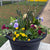 Do It Yourself (DIY) Planter Subscription Kit-Simple and Grand-Large (20"-24")-Full Sun-Simple and Grand