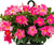 Dipladenia 10" Hanging Basket