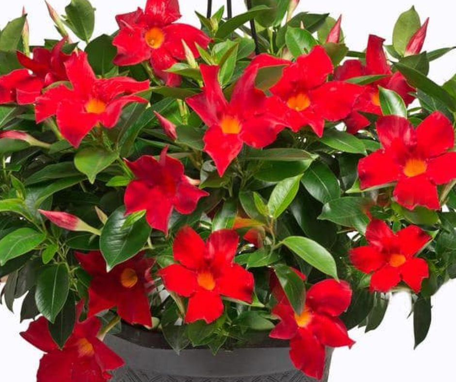 Dipladenia 10" Hanging Basket