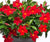 Dipladenia 10" Hanging Basket