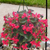 Hanging Basket, 12" Dragonwing Begonia, Red, Sun/Shade-Simple and Grand-Simple and Grand