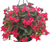 Dragon Wing Begonia 10" Hanging Basket