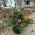 Indoor/Outdoor Evergreen Arrangement, 10"-Seasonal Decor-Simple and Grand-Simple and Grand