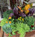 Do It Yourself (DIY) Planter Subscription Kit-Simple and Grand-Small (12"-14")-Full Sun-Simple and Grand