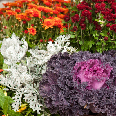 Planter Insert Delivery Subscription - Use Your Own Container-Simple and Grand-Round-9" Round (9" Top x 6.25" Tall x 6.75" Bottom)-Full Sun-Simple and Grand