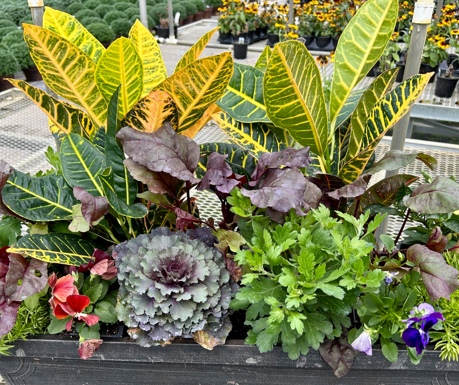 Do It Yourself (DIY) Planter Subscription Kit-Simple and Grand-Small (12"-14")-Full Sun-Simple and Grand