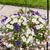 Hanging Basket, 12" Combo Blue, Shade-Simple and Grand-Simple and Grand