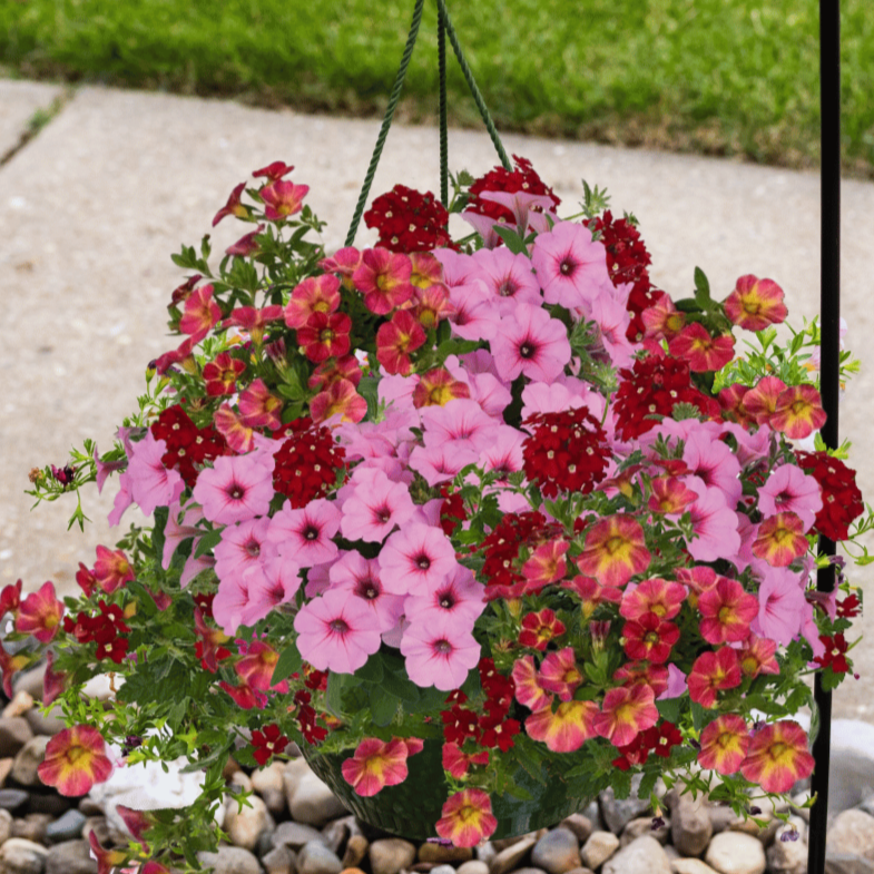 Hanging Basket, 12" Combo Red, Sun-Simple and Grand-Simple and Grand