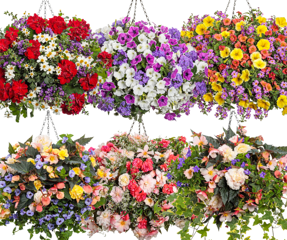 Growers Choice 12" Combo Hanging Baskets