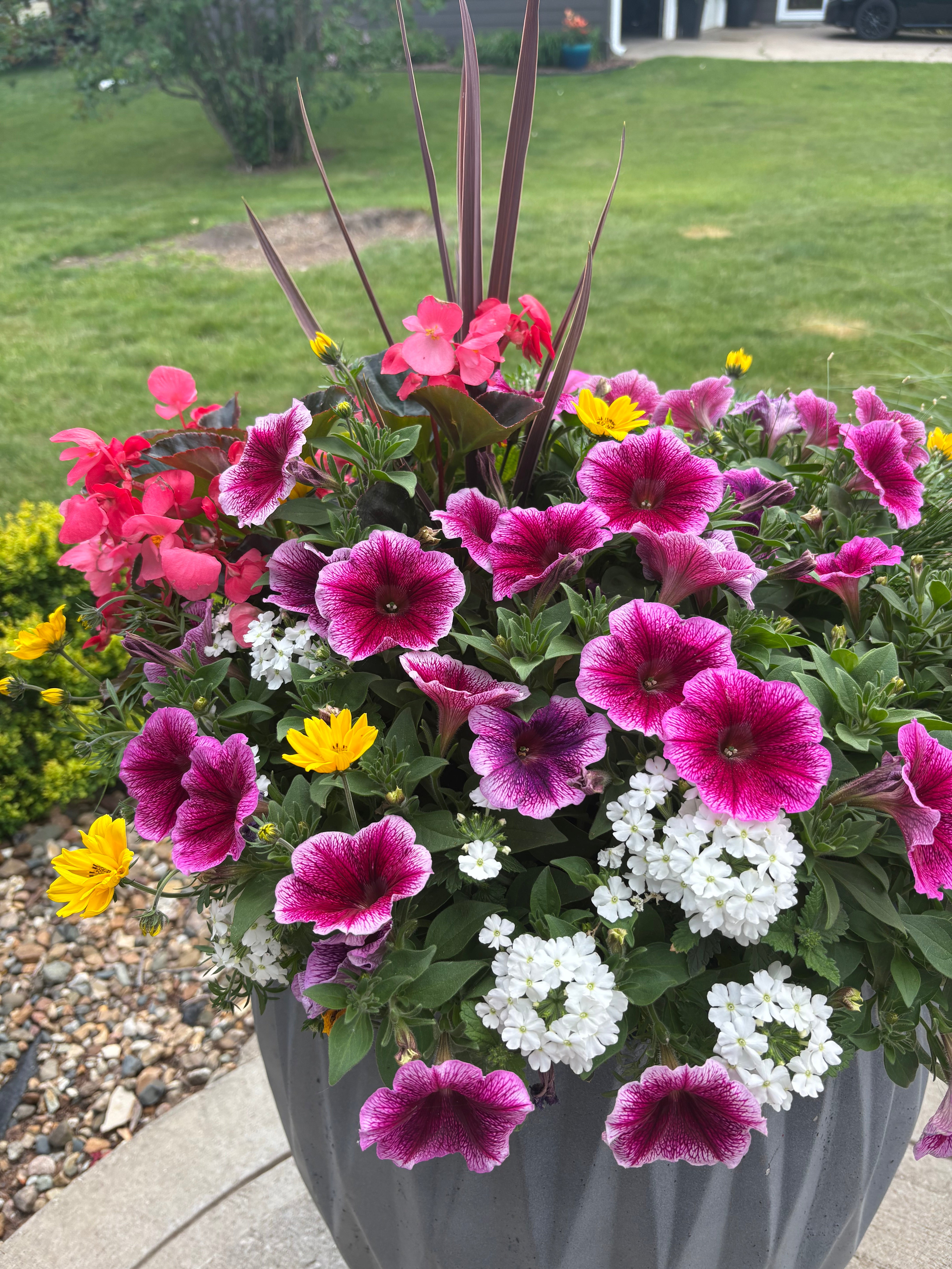 Planter Insert Delivery Subscription - Use Your Own Container-Simple and Grand-Round-9" Round (9" Top x 6.25" Tall x 6.75" Bottom)-Full Sun-Simple and Grand