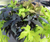 Mixed Ipomoea 10" Hanging Basket - SUMMER DELIVERY-Seasonal Decor-Simple and Grand-Mixed Colors-Simple and Grand