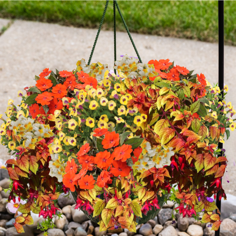 Hanging Basket, 12" Combo Orange, Shade-Simple and Grand-Simple and Grand