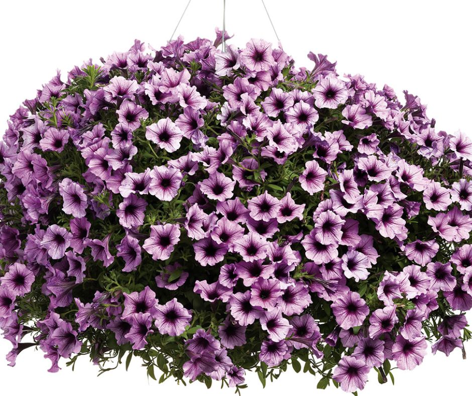 Petunia Supertunia 10" Hanging Basket