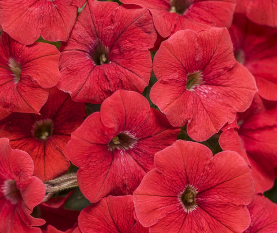 Petunia Supertunia 10" Hanging Basket