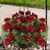 Hanging Basket, 12" Geranium, Red, Sun-Simple and Grand-Simple and Grand