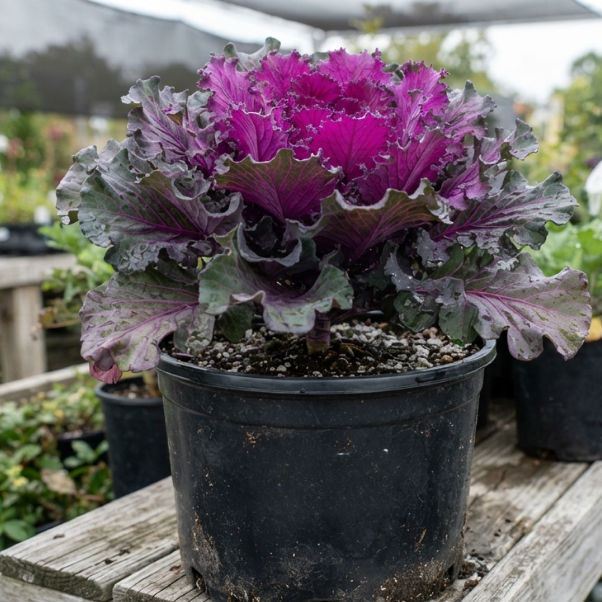 Ornamental Kale 10" - 2 varieties