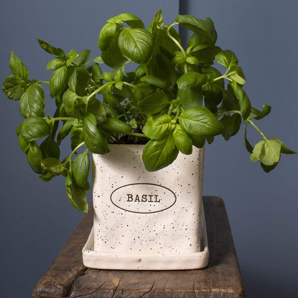 Fresh Basil Pot and Saucer, 4.75"-Seasonal Decor-Simple and Grand-Simple and Grand