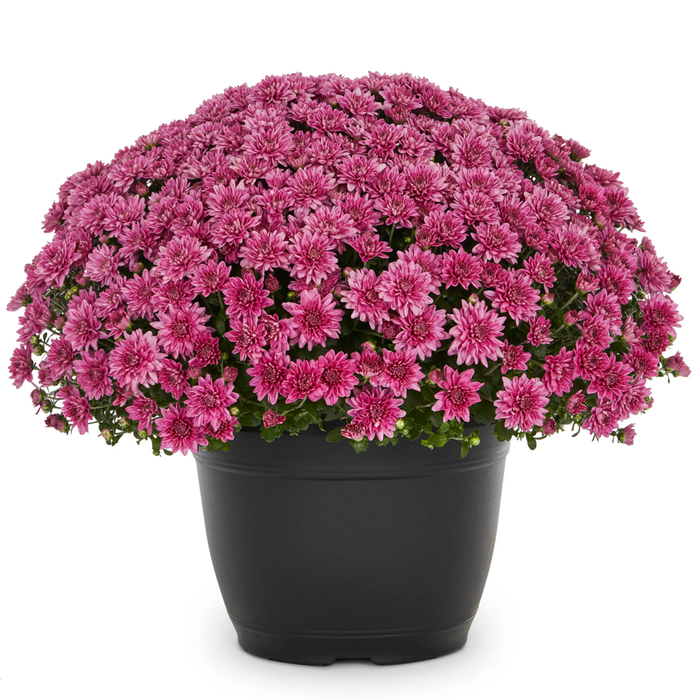Potted Mum 10 Purple Simple and Grand