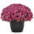 Potted Mum, 10"-Seasonal Decor-Simple and Grand-Red-Simple and Grand