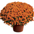 Potted Mum, 10" Orange-Simple and Grand-Simple and Grand
