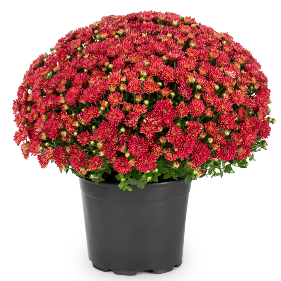 10" Potted Mum -  5 color options