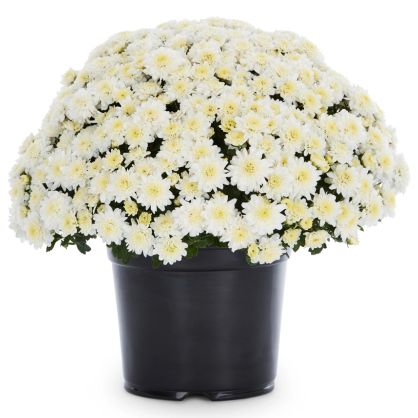 6" Potted Mum - 6 Color Options-Seasonal Decor-Simple and Grand-White-Simple and Grand
