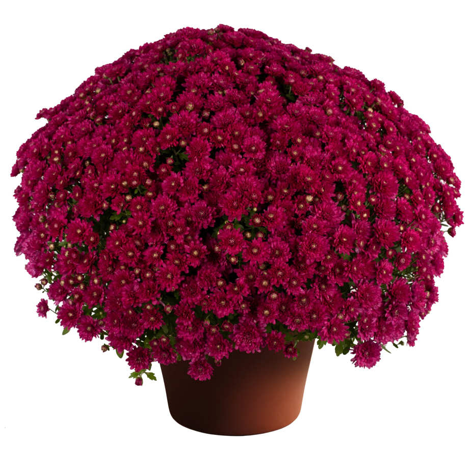 6" Potted Mum - 6 Color Options-Seasonal Decor-Simple and Grand-Red-Simple and Grand